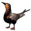 449-black-chirp.png