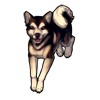 453-husky-doge.png