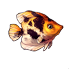 601-spotted-angelfish.png