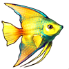 604-tropical-angelfish.png