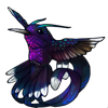 612-white-tipped-hummingbird.png