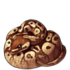 637-normal-ball-python.png