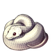 639-leucistic-ball-python.png