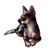 724-australian-shepherd-chihuahua.png