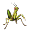 2108-green-mantis.png