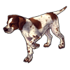 2240-spotted-english-pointer.png