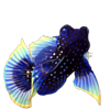 2653-star-mandarinfish.png