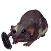 3944-feather-friend-dumbo-rat.png