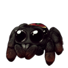 4245-scarlet-back-jumping-spider.png