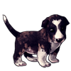 4323-tuxedo-marble-bully-pup.png