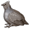 5036-scaled-quail.png