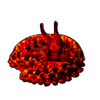 5543-burning-ember-velvet-worm.png