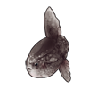 5635-stony-sunfish.png