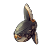 5637-spotty-sunfish.png