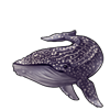 6110-spotted-humpback-whale.png