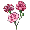 6250-carnation.png