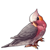 587-rose-breasted-cockatiel.png