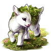 796-clover-kid-pygmy-goat.png