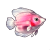 602-pink-angelfish.png