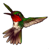 609-red-throated-hummingbird.png