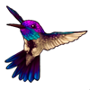 610-blue-throated-hummingbird.png