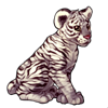 625-white-tiger-cub.png
