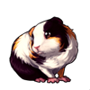629-dutch-guinea-pig.png