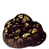 638-black-pastel-ball-python.png