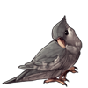 2487-white-face-gray-cockatiel.png