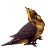 2490-gold-crested-cockatiel.png