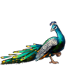 3013-pretty-peacock.png