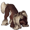 3417-choconilla-crested-pup.png