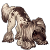 3418-cocoa-dusted-crested-pup.png