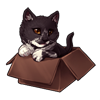 3585-tuxedo-cat-in-the-box.png