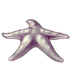 4990-silver-starfish.png