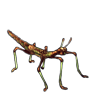 5112-forest-decay-phasmid.png