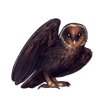 5174-melanistic-barn-owl.png