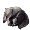 5532-giant-anteater-pup.png