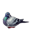 5769-rock-dove.png