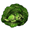 6200-green-cabbage-kid.png