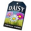 6228-daisy-seed-packet.png