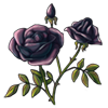6415-black-rose.png
