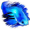 7025-ghost-koi.png