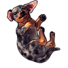 7578-merle-dachshund-pup.png