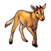 7952-tanhide-oryx-calf.png